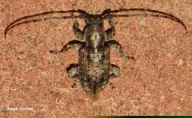 Acartus species